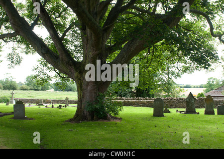 Large sycamore tree in St. Peter`s churchyard, Greatworth, Northamptonshire, UK Stock Photo